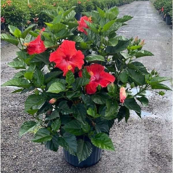 Flowering Shrubs