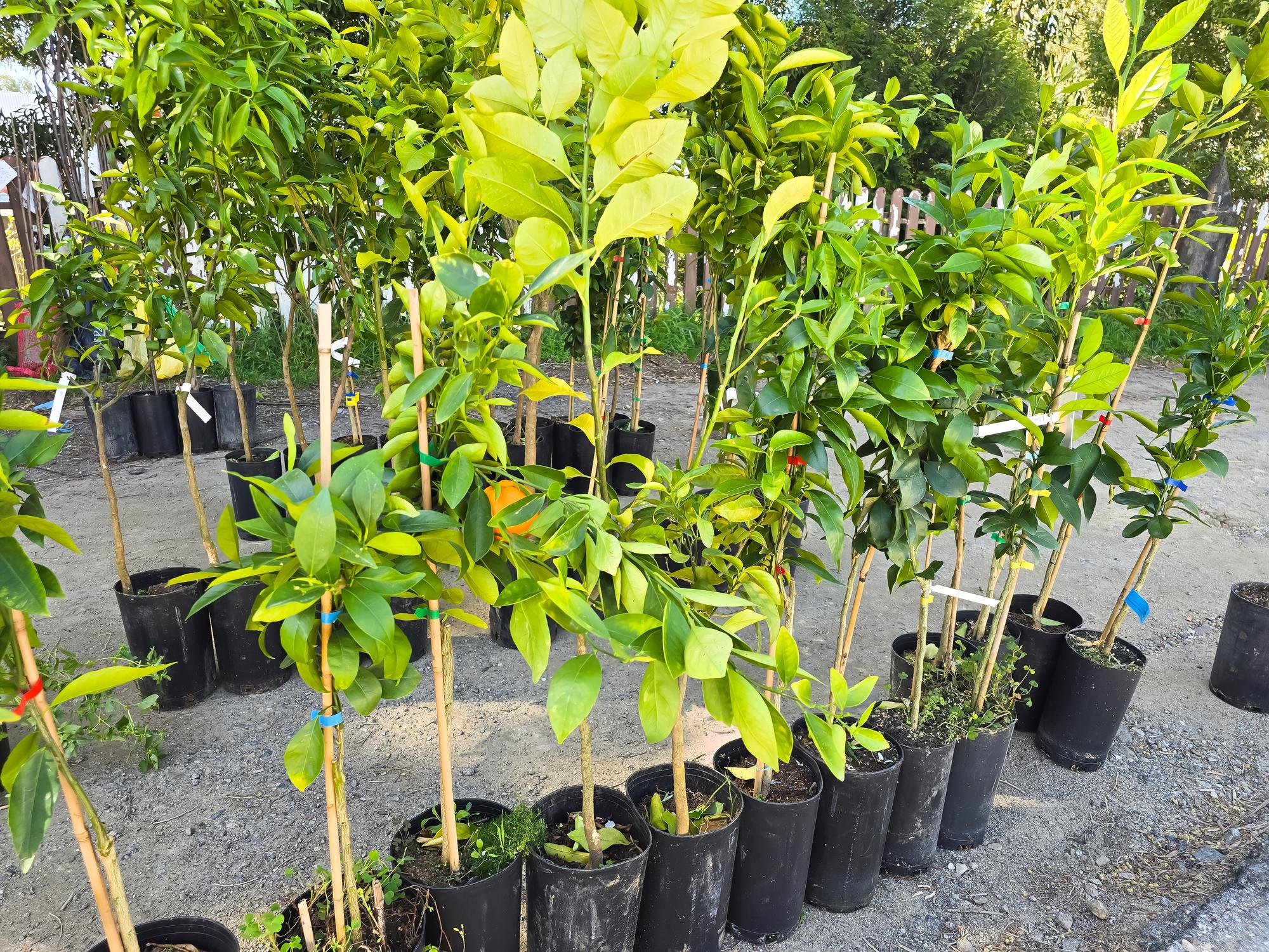 Fruits & Orchard Plants