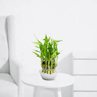 Lucky Bamboo